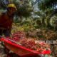 beasiswa-anak-anak-petani-sawit-ciptakan-sistem-industri-keberlanjutan