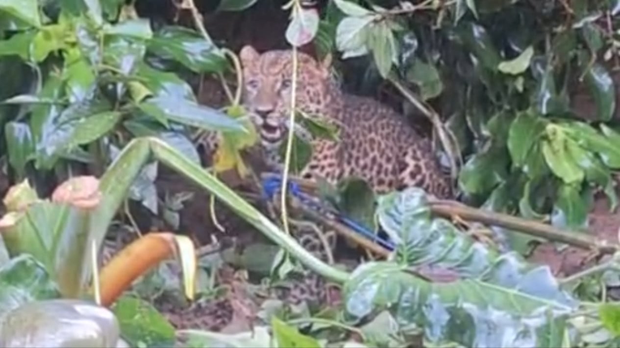 Macan Tutul Teror Warga Cisarua, Masuk Kampung, Terjerat, Dievakuasi!