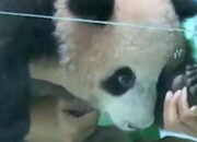 bayi-panda-pertama-di-indonesia-lahir-di-taman-safari-di-cisarua