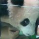 bayi-panda-pertama-di-indonesia-lahir-di-taman-safari-di-cisarua