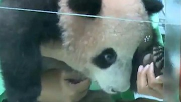 bayi-panda-pertama-di-indonesia-lahir-di-taman-safari-di-cisarua