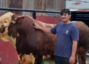 melihat-sapi-kurban-presiden-‘malboro’-seberat-satu-ton-di-sumbar