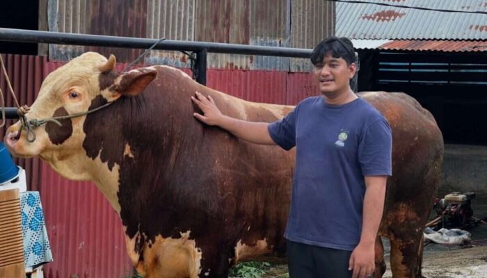 Sapi Simental Asal Padang Jadi Hewan Kurban Pilihan Presiden Prabowo