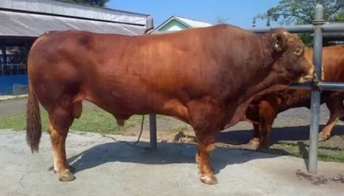 Gubernur Mahyeldi Saksikan Penyembelihan Sapi Kurban Bantuan Presiden di Padang