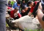 Kwarda Pramuka Sumbar Sembelih Hewan Kurban untuk Masyarakat Terdampak Bencana