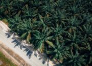 Aerial view capturing a lush palm tree plantation adjacent to a country road.