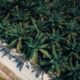 Aerial view capturing a lush palm tree plantation adjacent to a country road.