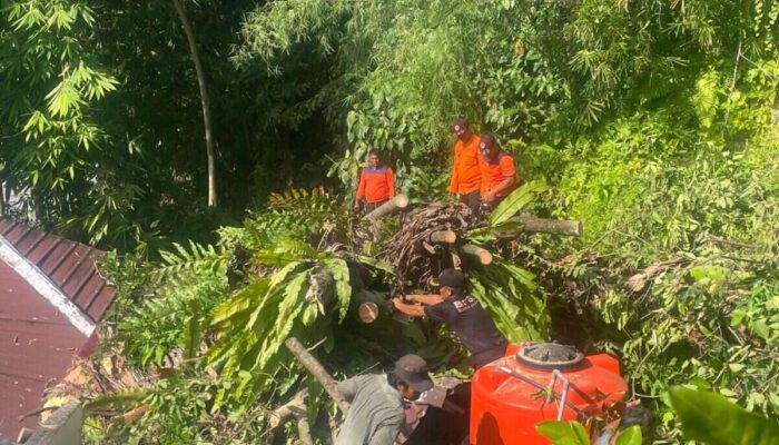 Hujan Lebat Tumbangkan Pohon di Dua Lokasi Kota Padang