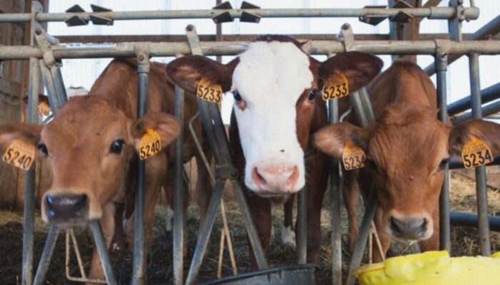 Mengulas Kandungan Nutrisi Daging Sapi Grass Fed Berdasarkan Fakta Ilmiah