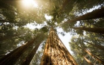 Tim Ilmuwan Temukan Pohon Raksasa Setinggi 84 Meter di Hutan Taiwan