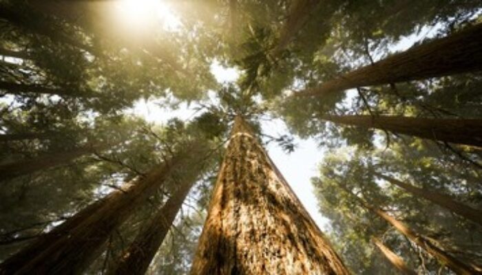 Tim Ilmuwan Temukan Pohon Raksasa Setinggi 84 Meter di Hutan Taiwan