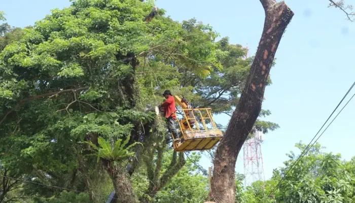 Antisipasi Cuaca Ekstrem, DLH Padang Gencar Pangkas Pohon di Jalur Utama