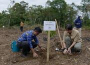 orangutan-tapanuli-sisa-800-ekor,-habitat-batang-toru-direstorasi