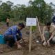 orangutan-tapanuli-sisa-800-ekor,-habitat-batang-toru-direstorasi