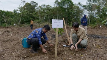 orangutan-tapanuli-sisa-800-ekor,-habitat-batang-toru-direstorasi