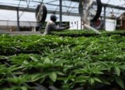 di-balik-kepulan-asap-ganja,-ada-ancaman-nyata-krisis-iklim