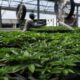 di-balik-kepulan-asap-ganja,-ada-ancaman-nyata-krisis-iklim