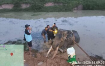 Kisah Tiga Dekade Gajah Indra Mengabdi di Way Kambas Berakhir