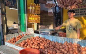 Harga Telur Anjlok, Peternak Minta Perlindungan Pemerintah