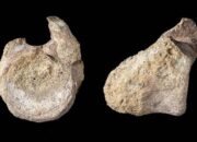 fosil-dinosaurus-pertama-antartika-tersimpan-di-laci-puluhan-tahun