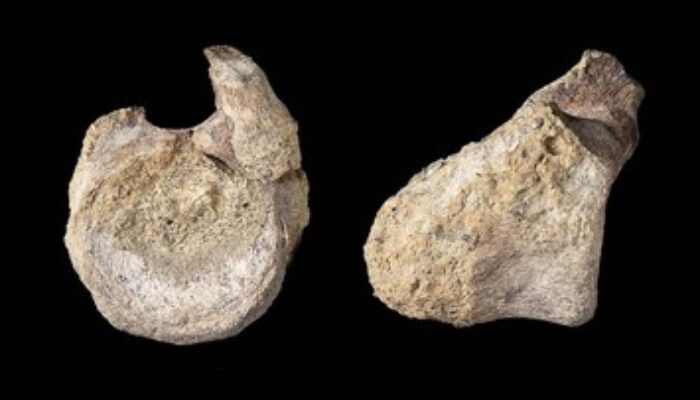 Terabaikan Puluhan Tahun, Fosil Dinosaurus Pertama di Antartika Akhirnya Teridentifikasi
