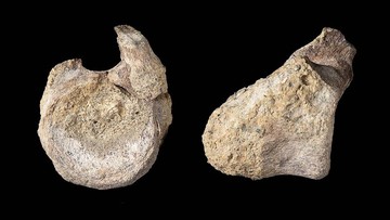 fosil-dinosaurus-pertama-antartika-tersimpan-di-laci-puluhan-tahun
