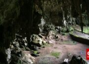 terungkap,-manusia-hobbit-flores-ternyata-pemakan-bangkai
