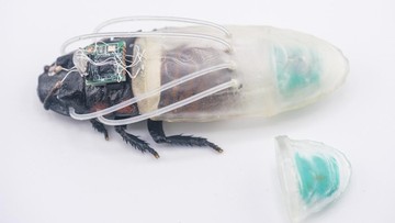 ilmuwan-ciptakan-kecoa-cyborg-yang-bisa-menyelam-selama-3-jam
