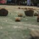 bentrok-di-adonara-timur:-1-tewas,-12-rumah-terbakar