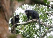 monyet-berbibir-oranye-dan-suara-mirip-babi-ditemukan-di-kongo