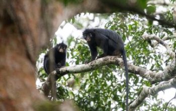 Peneliti Temukan Spesies Monyet Likweli yang Terancam Punah di Kongo