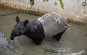 Tapir Tersesat Disembelih, Ancaman Nyata Hilangnya Ruang Hidup Satwa