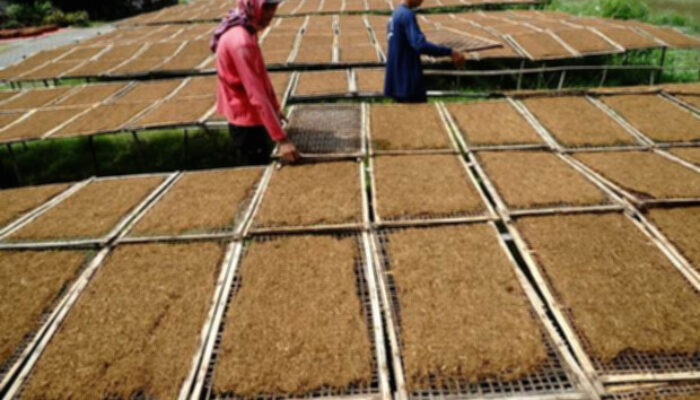 Pembatasan Kadar Nikotin Ancam Penyerapan Hasil Panen Petani Tembakau