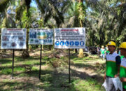 Petani kelapa sawit di perkebunan sedang memanen buah kelapa sawit untuk kebutuhan rantai pasok biodiesel.