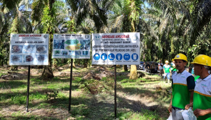 Koalisi Transisi Bersih Dorong Pelibatan Petani dalam Rantai Pasok B50