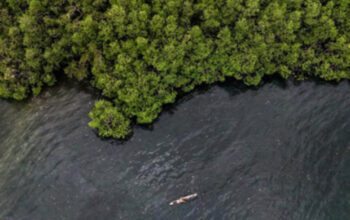 Komitmen ESG BNI Dorong Pelestarian Mangrove yang Berkelanjutan