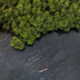 Karyawan BNI bersama masyarakat menanam bibit mangrove sebagai bagian dari program ESG perusahaan.