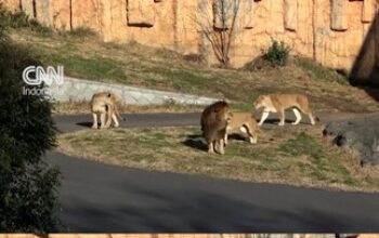 Gelombang Panas Ekstrem di Jepang Tewaskan Tiga Singa di Kebun Binatang Tokyo