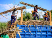Pekerja sedang melakukan pengecekan kualitas tanaman tebu di area perkebunan rakyat