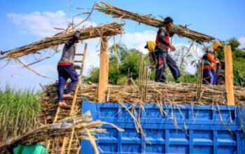 Pemerintah Wajibkan Industri Gula Miliki Kebun Tebu Sendiri