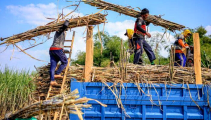 Pemerintah Wajibkan Industri Gula Miliki Kebun Tebu Sendiri