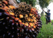 Tumpukan buah kelapa sawit segar siap olah di perkebunan