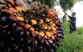 Harga Referensi CPO Turun Menjadi US$ 996,52 per Metrik Ton