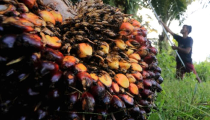 Harga Referensi CPO Turun Menjadi US$ 996,52 per Metrik Ton